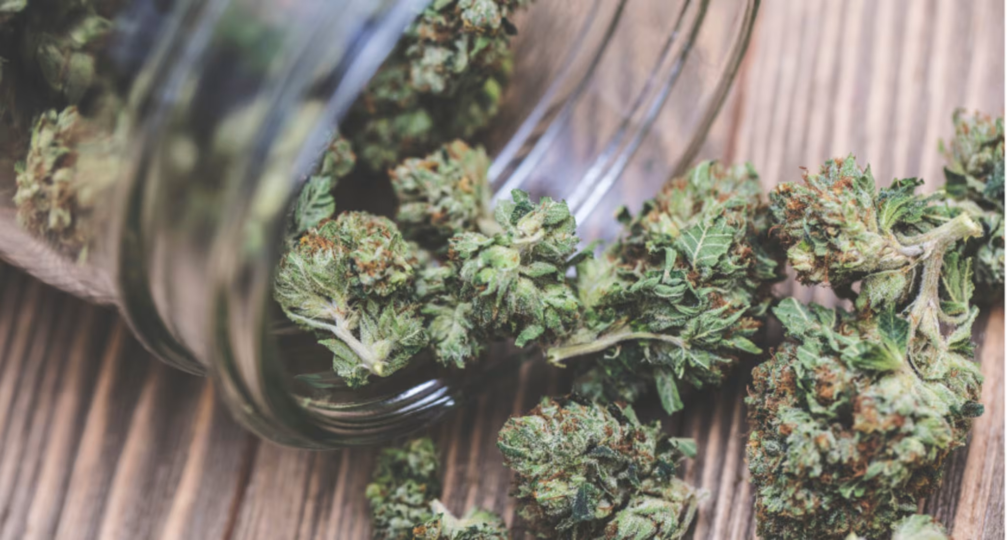 CBD-Vorschriften in der Schweiz: Was jeder Händler wissen muss